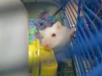Adopt AMELIA a Hamster (medium coat) small animal in Tustin, CA (41140613)
