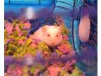 Adopt CHARLOTTE a Hamster (medium coat) small animal in Tustin, CA (41140612)