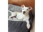 Adopt Voulez Vous a White - with Tan, Yellow or Fawn Boxer / Beagle / Mixed dog