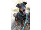 Adopt Nash a Doberman Pinscher / Labrador Retriever / Mixed dog in San Diego