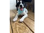Adopt Luna a Great Pyrenees / Boxer / Mixed dog in Saint Francisville