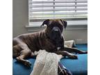 Adopt Karma a Brindle Bullmastiff / Cane Corso / Mixed dog in Converse