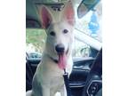 Adopt Marshall a White German Shepherd Dog / Mixed dog in Brandon, FL (41321465)