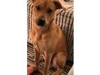Adopt Jax a Tan/Yellow/Fawn Mountain Cur / Mixed dog in Tulsa, OK (41321458)