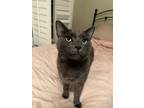 Adopt Smokey a Gray or Blue Domestic Shorthair / Mixed (short coat) cat in