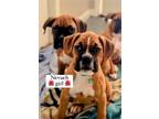 Adopt Nevaeh a Red/Golden/Orange/Chestnut - with White Boxer / Mixed dog in