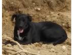 Adopt Midnight a Black Labrador Retriever / Mixed dog in Apple Valley