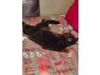 Adopt Dallas a All Black Bombay / Mixed (short coat) cat in Pomona