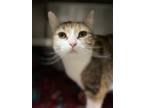 Adopt Spicy a Brown or Chocolate Domestic Shorthair / Domestic Shorthair / Mixed