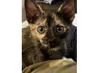 Adopt Sahara a Tortoiseshell Domestic Shorthair / Mixed (short coat) cat in