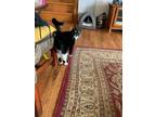 Adopt Lucy a Black & White or Tuxedo Domestic Shorthair / Mixed (short coat) cat
