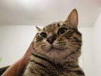 Adopt Cajeta a Spotted Tabby/Leopard Spotted Tabby / Mixed (short coat) cat in
