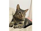 Adopt Panfi a Black (Mostly) Tabby / Mixed (short coat) cat in West Chicago