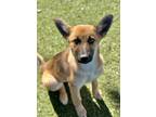 Adopt Haley a Tan/Yellow/Fawn German Shepherd Dog / Mixed dog in Red Bluff