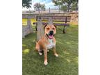 Adopt Brookie a Brown/Chocolate American Pit Bull Terrier / Mixed dog in