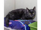 Adopt Angelette a All Black Domestic Shorthair / Mixed Breed (Medium) / Mixed