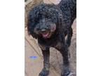 Adopt REMI 985113008301892 a Black - with White Poodle (Miniature) / Mixed dog
