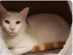 Adopt Stanley a Orange or Red (Mostly) Domestic Shorthair / Mixed cat in