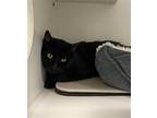 Adopt Martin a All Black Domestic Shorthair / Mixed cat in Pittsburgh