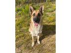 Adopt King a Tan/Yellow/Fawn - with Black German Shepherd Dog / Mixed dog in