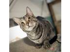 Adopt Jesper a Domestic Shorthair / Mixed (short coat) cat in Island Lake