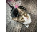 Adopt Tolya a Domestic Shorthair / Mixed (short coat) cat in Island Lake