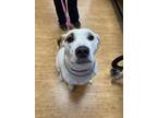 Adopt Macy a White - with Tan, Yellow or Fawn Coonhound / Pit Bull Terrier /