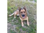 Adopt Lady a Tan/Yellow/Fawn - with Black German Shepherd Dog / Mixed dog in