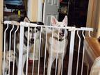 Adopt Nala a White Husky / Mixed dog in Elk Grove, CA (39535192)