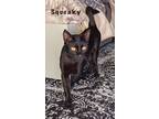 Adopt Squeaky a All Black Bombay (short coat) cat in Davis, CA (41192898)