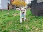 Adopt Oliver - COMING SOON a White Miniature Poodle / Shih Tzu / Mixed dog in