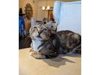 Adopt Jimmy a Brown Tabby American Shorthair (short coat) cat in Fort