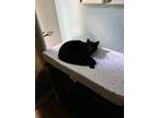 Adopt Frankie a Black (Mostly) Domestic Shorthair / Mixed (short coat) cat in