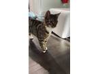Adopt Churro a Brown or Chocolate American Shorthair / Mixed (short coat) cat in
