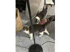 Adopt Fifi a Black & White or Tuxedo Domestic Shorthair / Mixed (short coat) cat