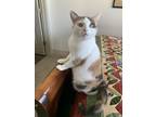 Adopt Ghost a Calico or Dilute Calico Calico / Mixed (short coat) cat in