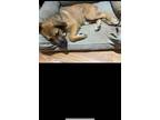 Adopt Luna a Tan/Yellow/Fawn Mastiff / Border Collie / Mixed dog in Marietta