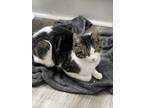 Adopt Jessie a Gray, Blue or Silver Tabby Domestic Shorthair / Mixed (short
