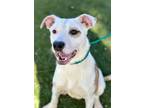 Adopt Anya a White American Pit Bull Terrier / Mixed dog in Red Bluff