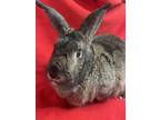 Adopt Helga a Agouti American Sable / Mixed (short coat) rabbit in Edinburg