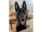 Adopt Athena a Brindle Belgian Malinois / Mixed dog in Los Angeles