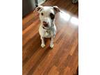 Adopt Honey a White - with Tan, Yellow or Fawn American Pit Bull Terrier / Mixed