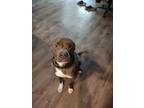 Adopt Dutch a Gray/Silver/Salt & Pepper - with White American Pit Bull Terrier /