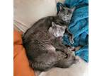 Adopt Babs and Smokey a Gray or Blue Domestic Longhair / Mixed (long coat) cat