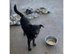 Adopt Kiki a Black Shepherd (Unknown Type) / Mixed dog in Richmond