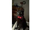 Adopt Luna a All Black Domestic Shorthair (short coat) cat in Clermont