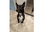 Adopt Taco a Black - with White Border Collie / Terrier (Unknown Type