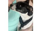 Adopt Stormi a White - with Black American Pit Bull Terrier / Mixed dog in Bay