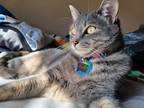 Adopt Allie a Gray or Blue Domestic Shorthair / Mixed (short coat) cat in