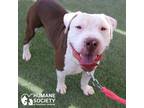Adopt OTIS a Brown/Chocolate - with White Pit Bull Terrier / Mixed dog in